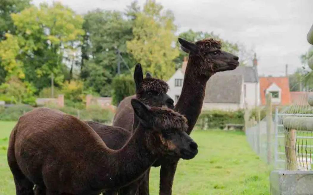 Cosy Pet Friendly Victorian Coachhouse Near Nature Walks On Norfolk Broads, With Fire Pit, Bbq & Alpacas Villa Ranworth Exterior foto